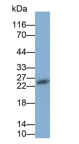 Polyclonal Antibody to High Mobility Group Protein 1 (HMGB1)