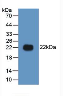 Polyclonal Antibody to High Mobility Group Protein 1 (HMGB1)