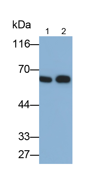 Polyclonal Antibody to Matrix Metalloproteinase 12 (MMP12)