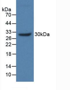 Polyclonal Antibody to Mucin 17 (MUC17)