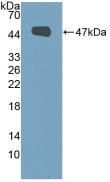 Polyclonal Antibody to Mucin 1 (MUC1)