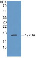 Polyclonal Antibody to Mucin 1 (MUC1)