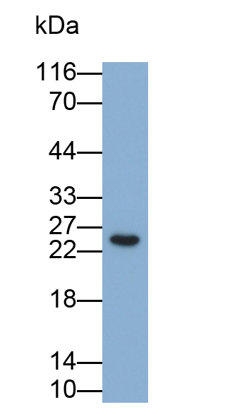 Polyclonal Antibody to Mucin 1 (MUC1)