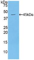 Polyclonal Antibody to Mucin 1 (MUC1)