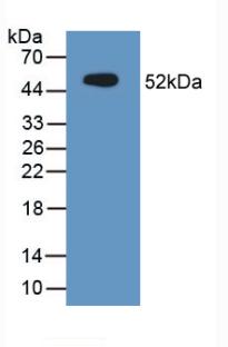 Polyclonal Antibody to Mucin 1 (MUC1)