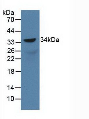 Polyclonal Antibody to Sex Determining Region Y Box Protein 18 (SOX18)