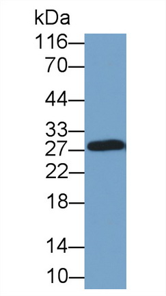 Polyclonal Antibody to Myelin Oligodendrocyte Glycoprotein (MOG)