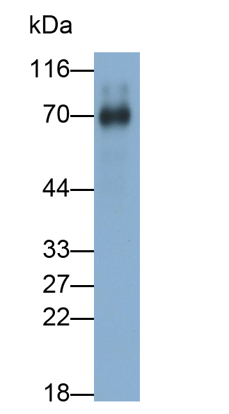 Polyclonal Antibody to Myelin Associated Glycoprotein (MAG)