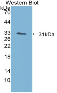 Polyclonal Antibody to Structure Specific Recognition Protein 1 (SSRP1)