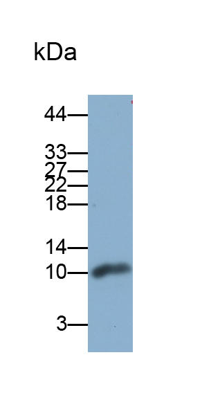 PAA425Hu02.jpg