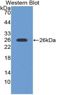 FITC-Linked Polyclonal Antibody to Granzyme M (GZMM)