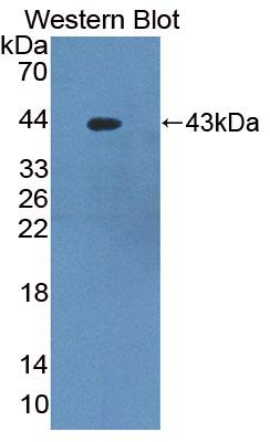 PAA433Hu01.jpg