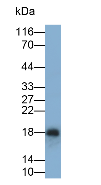 Polyclonal Antibody to Insulin (INS)