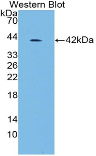 Polyclonal Antibody to Insulin (INS)