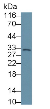 PAA449Hu01.jpg