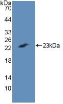 Polyclonal Antibody to Caspase 7 (CASP7)