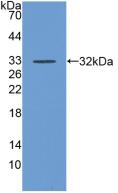 Polyclonal Antibody to Cluster Of Differentiation 55 (CD55)