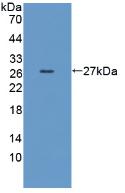 PAA468Mu01.jpg