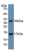 PAA468Ra01.jpg