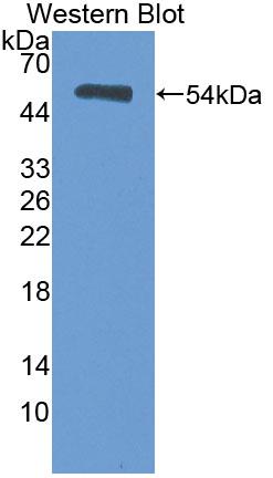 Polyclonal Antibody to Heat Shock Transcription Factor 2 (HSF2)