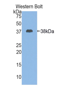 PAA476Mu01.jpg