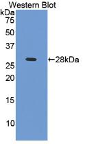 PAA478Hu01.jpg