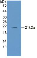 Polyclonal Antibody to Myoglobin (MYO)