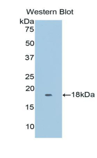 Polyclonal Antibody to Myoglobin (MYO)