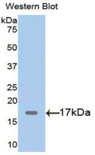 Polyclonal Antibody to Myoglobin (MYO)