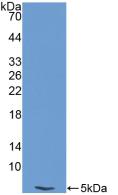 Polyclonal Antibody to Endothelin 1 (EDN1)