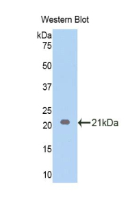 Polyclonal Antibody to Endothelin 1 (EDN1)