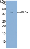 PAA484Hu01.jpg