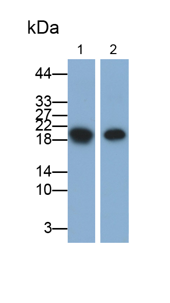 Polyclonal Antibody to N-Terminal Pro-Atrial Natriuretic Peptide (NT-ProANP)