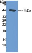 Polyclonal Antibody to N-Terminal Pro-Atrial Natriuretic Peptide (NT-ProANP)