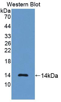 PAA485Hu01.jpg