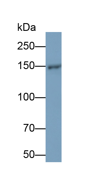 Polyclonal Antibody to Nestin (NES)