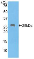 PAA510Hu01.jpg