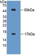 Polyclonal Antibody to Fibrinogen Like Protein 2 (FGL2)