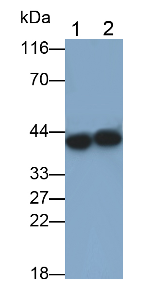 PAA516Hu01.jpg