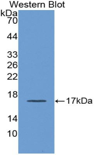 PAA519Hu01.jpg