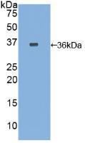 Polyclonal Antibody to Tissue Factor (TF)