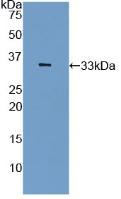 Polyclonal Antibody to Plasminogen Activator Inhibitor 2 (PAI2)