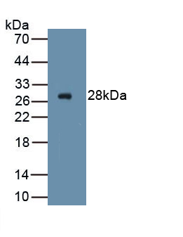 Polyclonal Antibody to Intercellular Adhesion Molecule 2 (ICAM2)