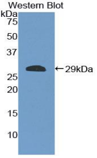 Polyclonal Antibody to Intercellular Adhesion Molecule 2 (ICAM2)