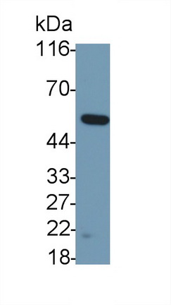 PAA536Hu01.jpg