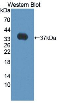 Biotin-Linked Polyclonal Antibody to Enolase, Neuron Specific (NSE)