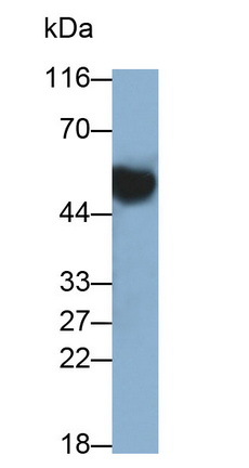 Polyclonal Antibody to Immunoglobulin G (IgG)