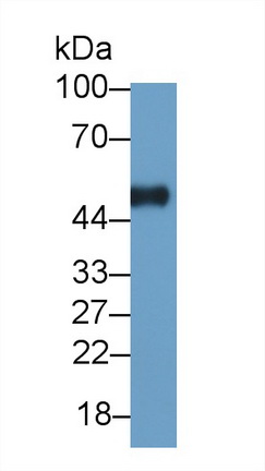 Polyclonal Antibody to Immunoglobulin G (IgG)