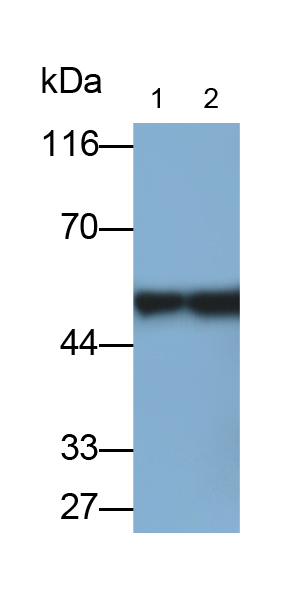 Polyclonal Antibody to Immunoglobulin G (IgG)