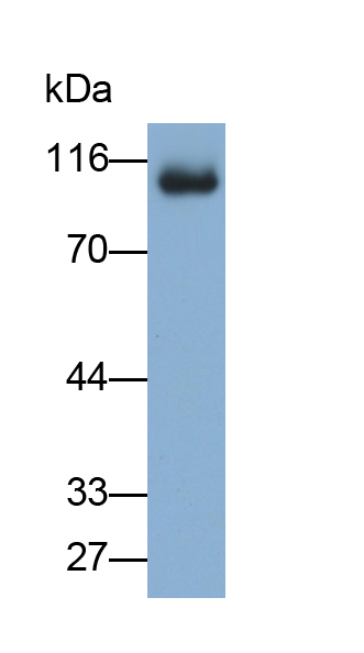 Polyclonal Antibody to Intercellular Adhesion Molecule 1 (ICAM1)